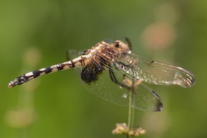 Checkered Setwing - Dythemis fugax